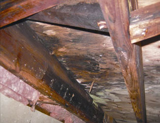 mold and rot in a Santa Rosa crawl space