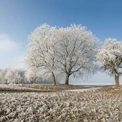 Frost covering trees and a grassy field in Galt